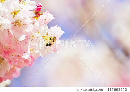 陽光明媚的日子,蜜蜂從足柄櫻花採集花粉 陽光明媚的日子,蜜蜂從足柄櫻花採集花粉 115663520