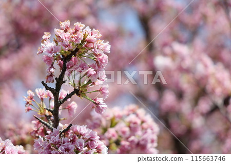 Cherry blossoms herald the arrival of spring Cherry blossoms herald the arrival of spring 115663746