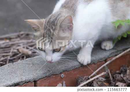 Photographing an adventurous cat outdoors Photographing an adventurous cat outdoors 115663777