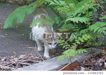 在戶外拍攝正在探險的貓咪 115663781