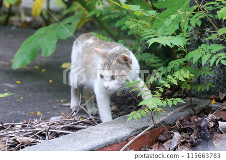 Photographing an adventurous cat outdoors Photographing an adventurous cat outdoors 115663783