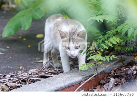 Photographing an adventurous cat outdoors Photographing an adventurous cat outdoors 115663786
