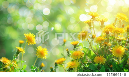 Beautiful colorful spring natural flower background. Wildflowers and yellow dandelions on a bright sunny day with beautiful bokeh. 115664146