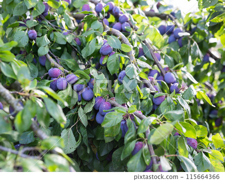 Ripe blue plums ripened on tree branches 115664366