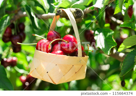 Still life of cherries in wicker basket in garden Still life of cherries in wicker basket in garden 115664374