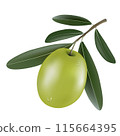 Vector drawing olive tree branch with green olive. 115664395