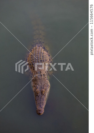 The salt crocodile swimming on the river near canal The salt crocodile swimming on the river near canal 115664576