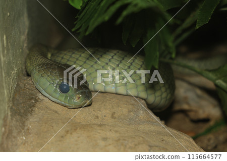 Close up head red tailed rat snake in garden 115664577