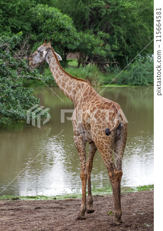 The giraff in the garden at nature sawana grass 115664581