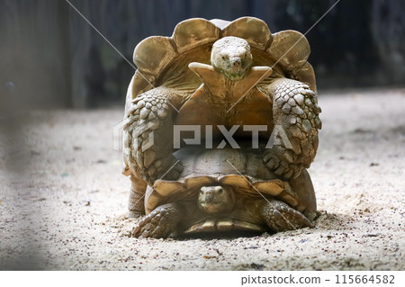 Close up head Sulcata tortoise in the garden at thailand 115664582