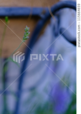 Lavender blooming on the balcony Lavender blooming on the balcony 115664659
