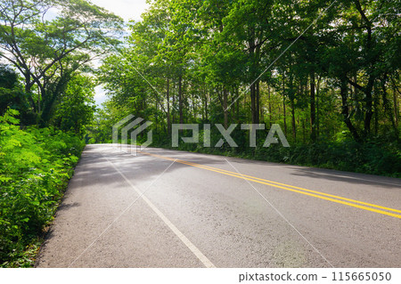 road with trees on both sides and a yellow line 115665050