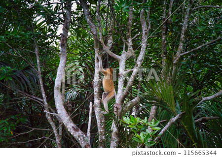 Tengu monkeys of Borneo Tengu monkeys of Borneo 115665344
