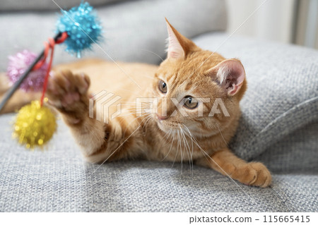 Brown tabby cat looking at a cat toy 115665415