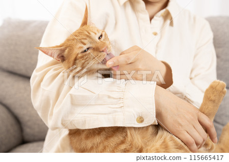 棕色虎斑貓舔女人的手指 棕色虎斑貓舔女人的手指 115665417