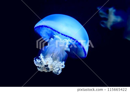 Floating jellyfish 115665422