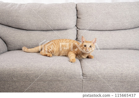 Brown tabby cat lying on the sofa 115665437
