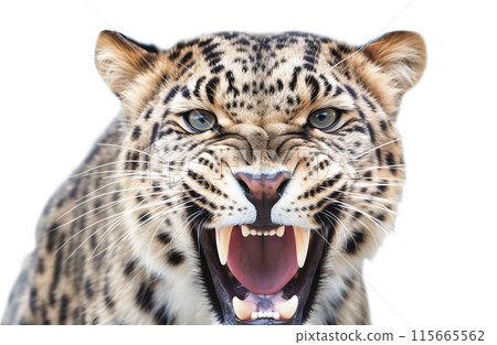 Snow leopard Snow leopard 115665562