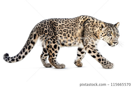 Snow leopard Snow leopard 115665570
