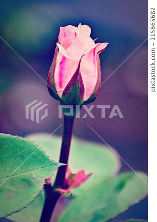 玫瑰花蕾 玫瑰花蕾 115665682