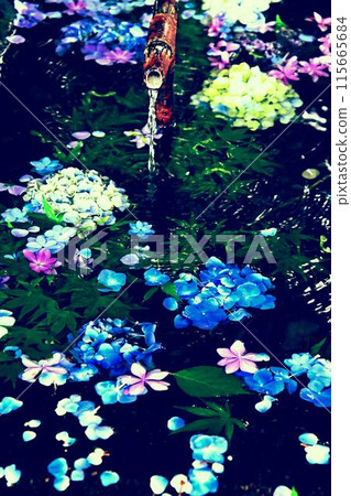 八仙花屬花手水 八仙花屬花手水 115665684