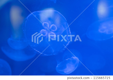 Four-eyed jellyfish Four-eyed jellyfish 115665725