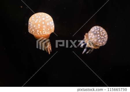 章魚水母在黑暗中游泳 章魚水母在黑暗中游泳 115665730