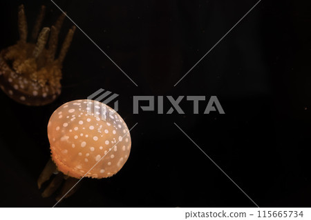 章魚水母在黑暗中游泳 章魚水母在黑暗中游泳 115665734