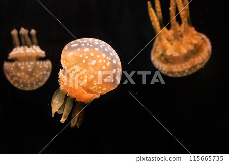 章魚水母在黑暗中游泳 章魚水母在黑暗中游泳 115665735