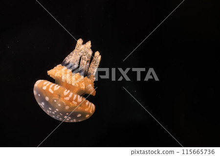 Octopus jellyfish swimming in the darkness Octopus jellyfish swimming in the darkness 115665736