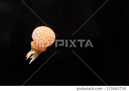 Octopus jellyfish swimming in the darkness 115665738