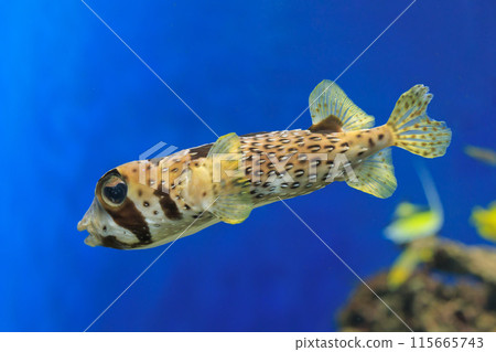 A porcupine fish swimming around in an aquarium 115665743