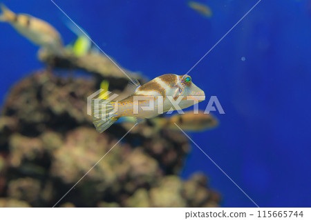 A pufferfish swimming in an aquarium A pufferfish swimming in an aquarium 115665744