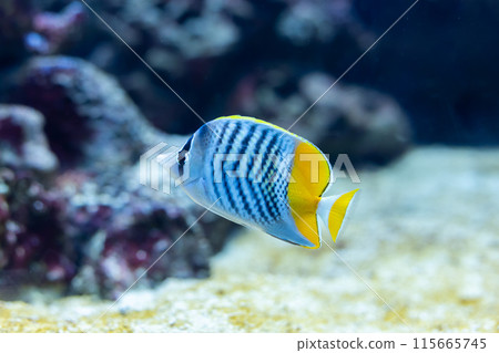 Benio Butterflyfish 115665745