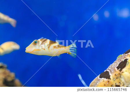 A pufferfish swimming in an aquarium A pufferfish swimming in an aquarium 115665746