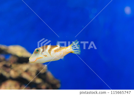 Hanakinchaku 河豚在水族館游泳 Hanakinchaku 河豚在水族館游泳 115665747
