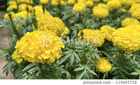 Close up view of Marigolds flowers 115665758