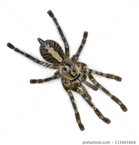 tarantula on white background 115665808
