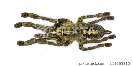 tarantula on white background 115665810