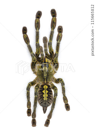 tarantula on white background 115665812