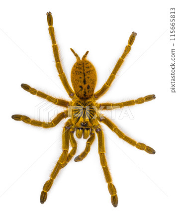 tarantula on white background 115665813