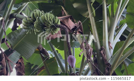 Close-up view of green bananas on a tropical banana tree 115665817