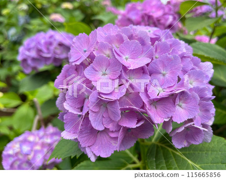 Lilac hydrangea flower Lilac hydrangea flower 115665856
