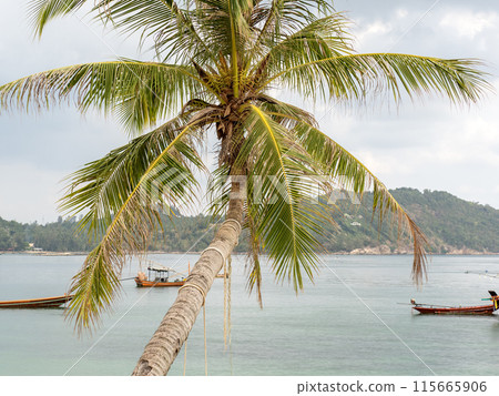 Palm tree and stunning white sandy beach Palm tree and stunning white sandy beach 115665906
