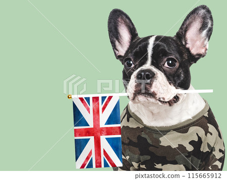 Adorable puppy dog, British Flag and military shirt 115665912