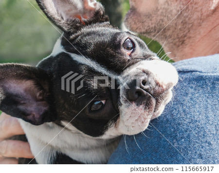 Attractive man holding a puppy in the park 115665917