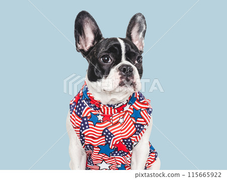 Cute puppy and T-shirt with an American Flag pattern Cute puppy and T-shirt with an American Flag pattern 115665922