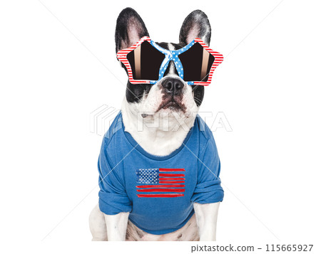 Cute puppy, sunglasses and American Flag. Studio shot Cute puppy, sunglasses and American Flag. Studio shot 115665927