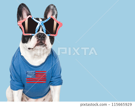Cute puppy, sunglasses and American Flag. Studio shot 115665929
