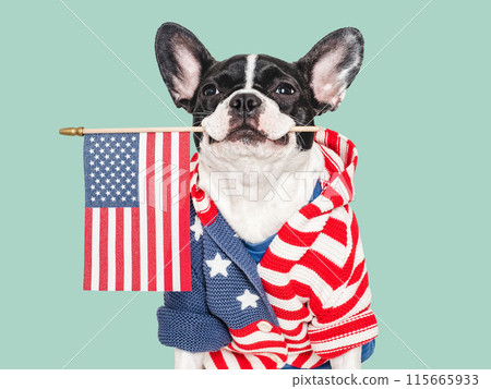 Cute puppy and American Flag. Studio shot Cute puppy and American Flag. Studio shot 115665933